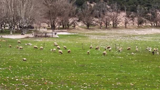 羊群成群地在牧场上吃草 — 图库视频影像