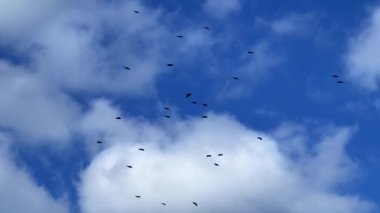 Birlikte uçan kuş sürüsü.