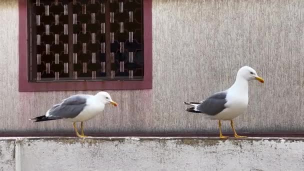 Птицы Чайки Стоят Рядом Окном Квартиры — стоковое видео