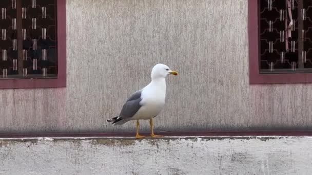 アパートの窓の横に一人で立っているカモメ — ストック動画