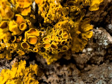 Ağaçta büyüyen Tremella 'nın yakın plan çekimi.