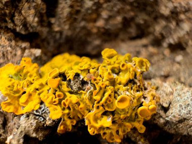 Ağaçta büyüyen Tremella 'nın yakın plan çekimi.