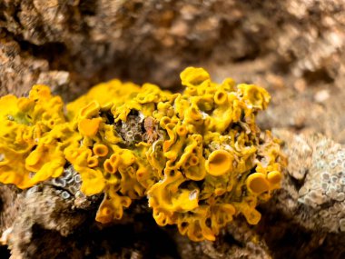 Ağaçta büyüyen Tremella 'nın yakın plan çekimi.