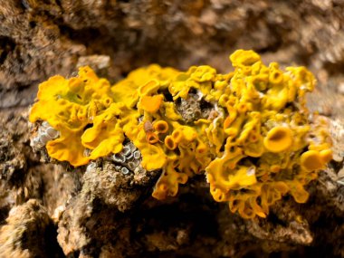 Ağaçta büyüyen Tremella 'nın yakın plan çekimi.