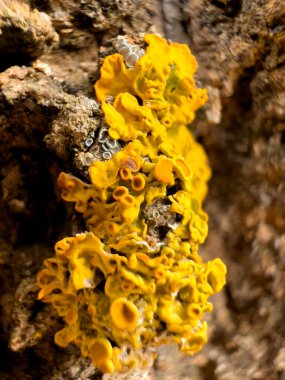 Ağaçta büyüyen Tremella 'nın yakın plan çekimi.