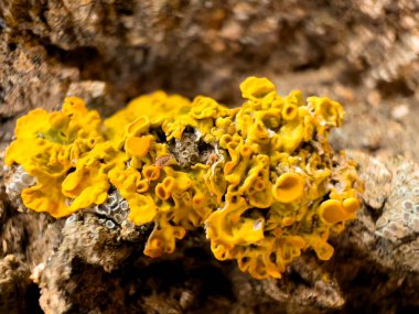 Ağaçta büyüyen Tremella 'nın yakın plan çekimi.