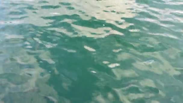 一群银色的鱼在地中海里游泳 — 图库视频影像