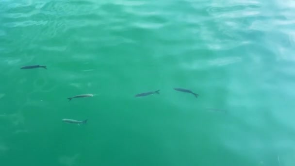 Akdeniz Yüzen Bir Grup Gümüş Balık — Stok video
