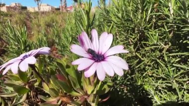 Açık havada çiçek açan bir çiçekten nektar yiyen sinek.