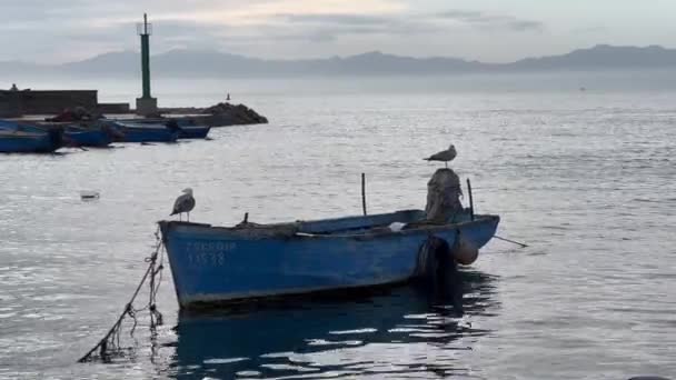 Γλάροι Που Στέκονται Πάνω Ένα Μικρό Αλιευτικό Σκάφος Ένα Λιμάνι — Αρχείο Βίντεο