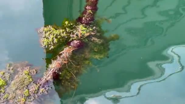 Ramo Cheio Algas Marinhas Flutuando Superfície Mar Mediterrâneo — Vídeo de Stock