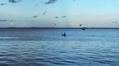 Denizin üzerinde uçan martı Kuşlar sürüsü