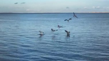 Denizin üzerinde uçan martı Kuşlar sürüsü