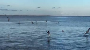 Denizin üzerinde uçan martı Kuşlar sürüsü