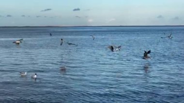 Denizin üzerinde uçan martı Kuşlar sürüsü