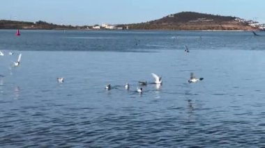 Denizin üzerinde uçan martı Kuşlar sürüsü