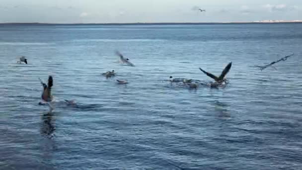 Vogelschwarm Möwe Fliegen Über Das Meer — Stockvideo