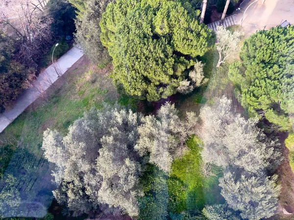 Barcelona Daki Bir Ormanın Insansız Hava Aracı Görüntüsü — Stok fotoğraf