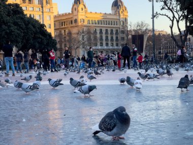 Katalonya meydanını ziyaret eden turistler Barselona 'da güvercinlerle dolular.
