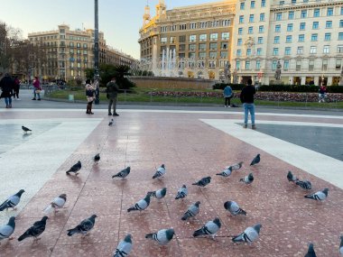 Katalonya meydanını ziyaret eden turistler Barselona 'da güvercinlerle dolular.