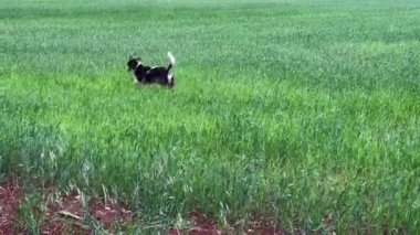 Zavallı evsiz köpek yeşil bir tarlada kakasını yapıyor.