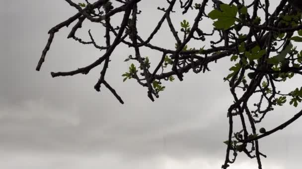 Laag Hoekzicht Van Een Vijgenboom Tijdens Een Regenachtige Dag — Stockvideo