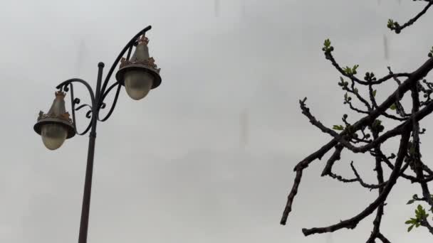 Low Angle View Figs Tree Street Lamp Left Rainy Day — Vídeo de stock