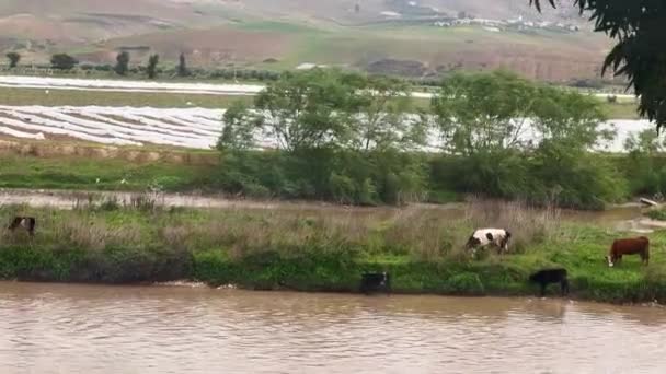 Wenige Kühe Grasen Auf Einem Grünen Acker — Stockvideo