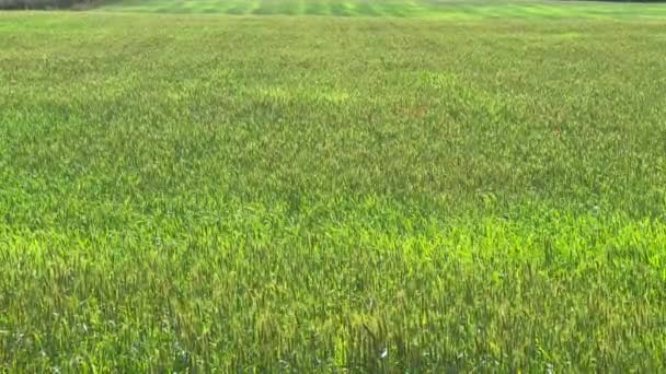 Campo Verde Plantas Centeio — Vídeo de Stock