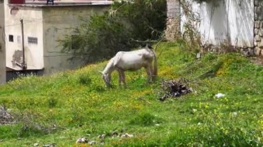 Zavallı beyaz eşek yeşil bir arazide otluyor.
