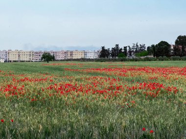 Haşhaş çiçek güzel alan