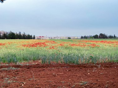 Haşhaş çiçek güzel alan