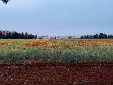Haşhaş çiçek güzel alan