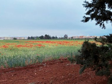 Haşhaş çiçek güzel alan