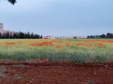Haşhaş çiçek güzel alan