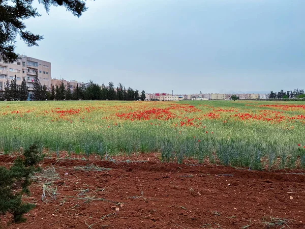 Haşhaş çiçek güzel alan
