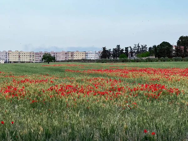 Haşhaş çiçek güzel alan
