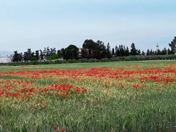 Haşhaş çiçek güzel alan