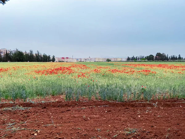Haşhaş çiçek güzel alan