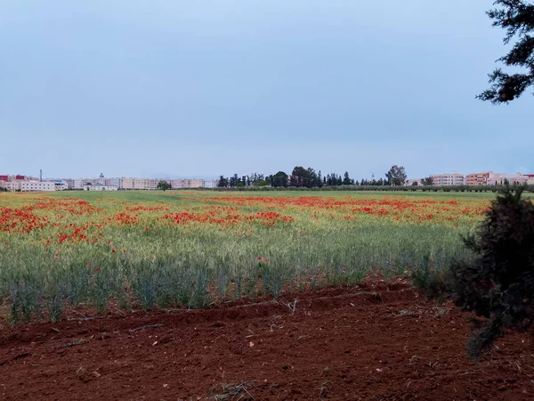 Haşhaş çiçek güzel alan