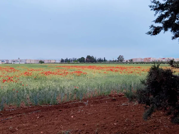 Haşhaş çiçek güzel alan