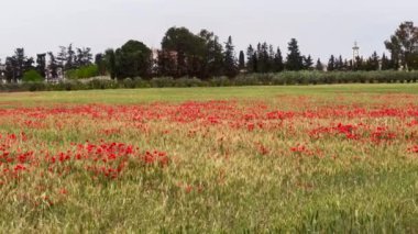 Haşhaş çiçek güzel alan