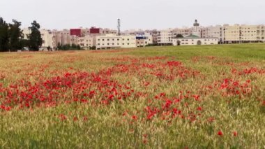 Haşhaş çiçek güzel alan