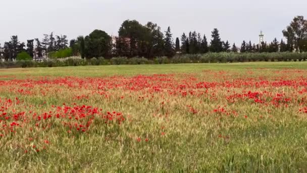 Beautiful Field Poppy Flowers — Stock Video