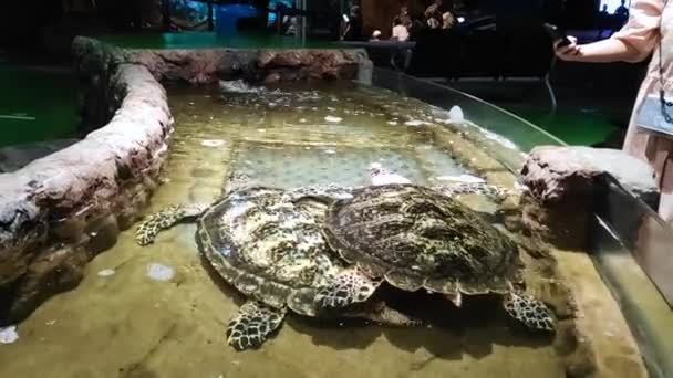 Grandes Tartarugas Dentro Parque Aquário — Vídeo de Stock