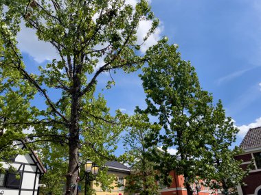 Roermond 'da sokakta yürüyen bir kalabalık.