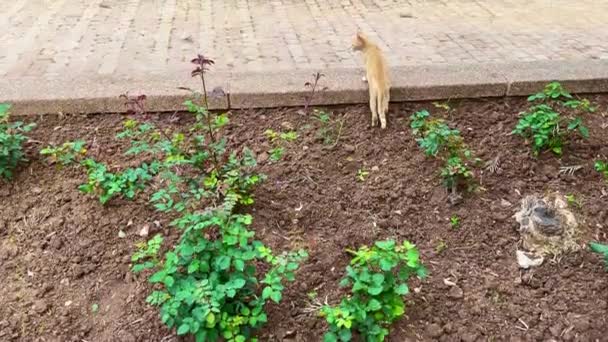 Uliczny Kot Spacerujący Pustym Ogrodzie — Wideo stockowe