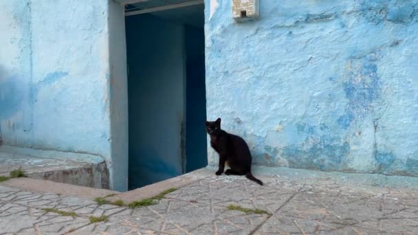 Чорний Кіт Сидить Перед Блакитним Будинком — стокове відео