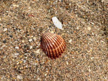 Kumsalda deniz kabuğu