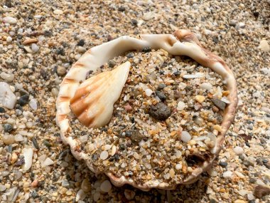 Kumsalda deniz kabuğu